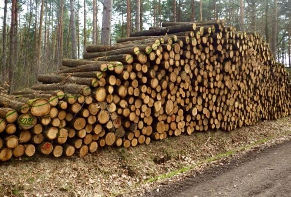 aef-stammholz-eichenstammholz-pefc-premium